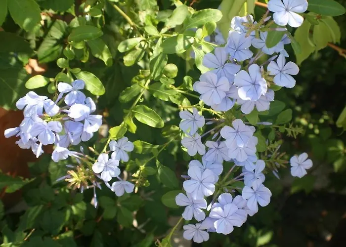 Apartment Apartment Bol